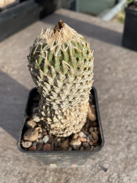 Encephalocarpus strobiliformis